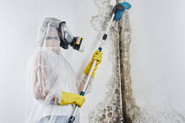 Best Fast Mold Removal  in Anthony, KS