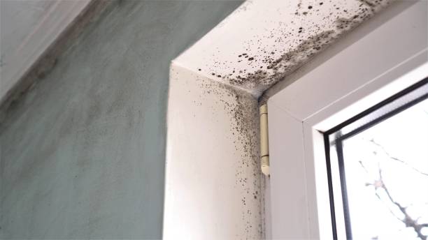 Best Emergency Mold Removal  in Anthony, KS