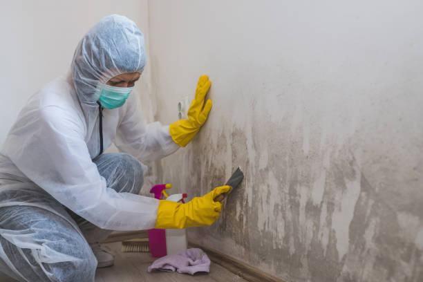 Best Affordable Mold Removal  in Anthony, KS