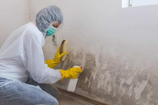 Best Office Mold Removal Services  in Anthony, KS