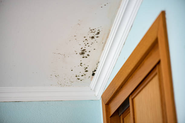 Best Mold Testing and Removal  in Anthony, KS