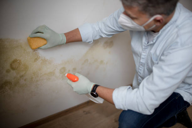 Best Home Mold Removal  in Anthony, KS