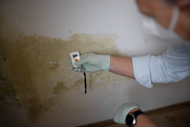 Office Mold Removal Services in Anthony, KS