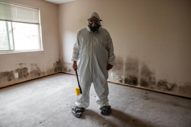 Best Same-Day Mold Removal  in Anthony, KS