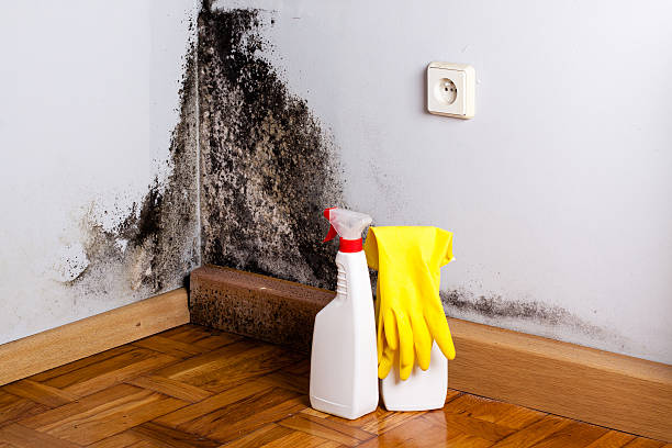 Certified Mold Removal in Anthony, KS