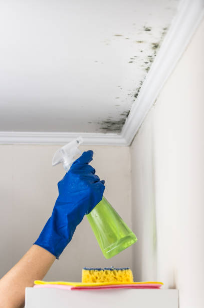 Attic Mold Removal in Anthony, KS