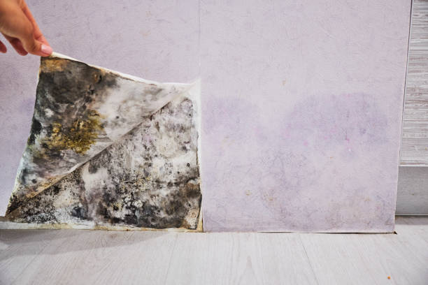 Best Residential Mold Removal  in Anthony, KS